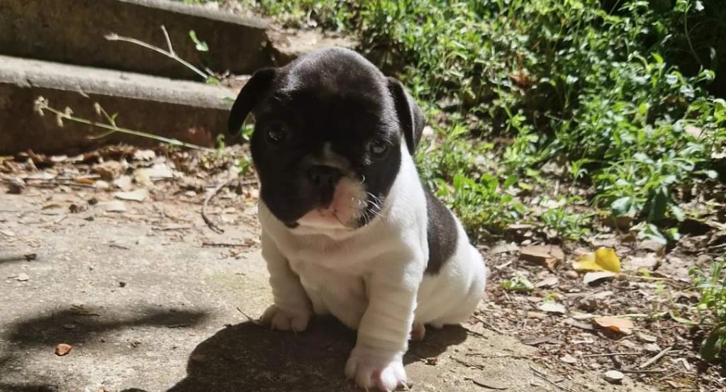 du roc de candelon - Chiot disponible  - Bouledogue français