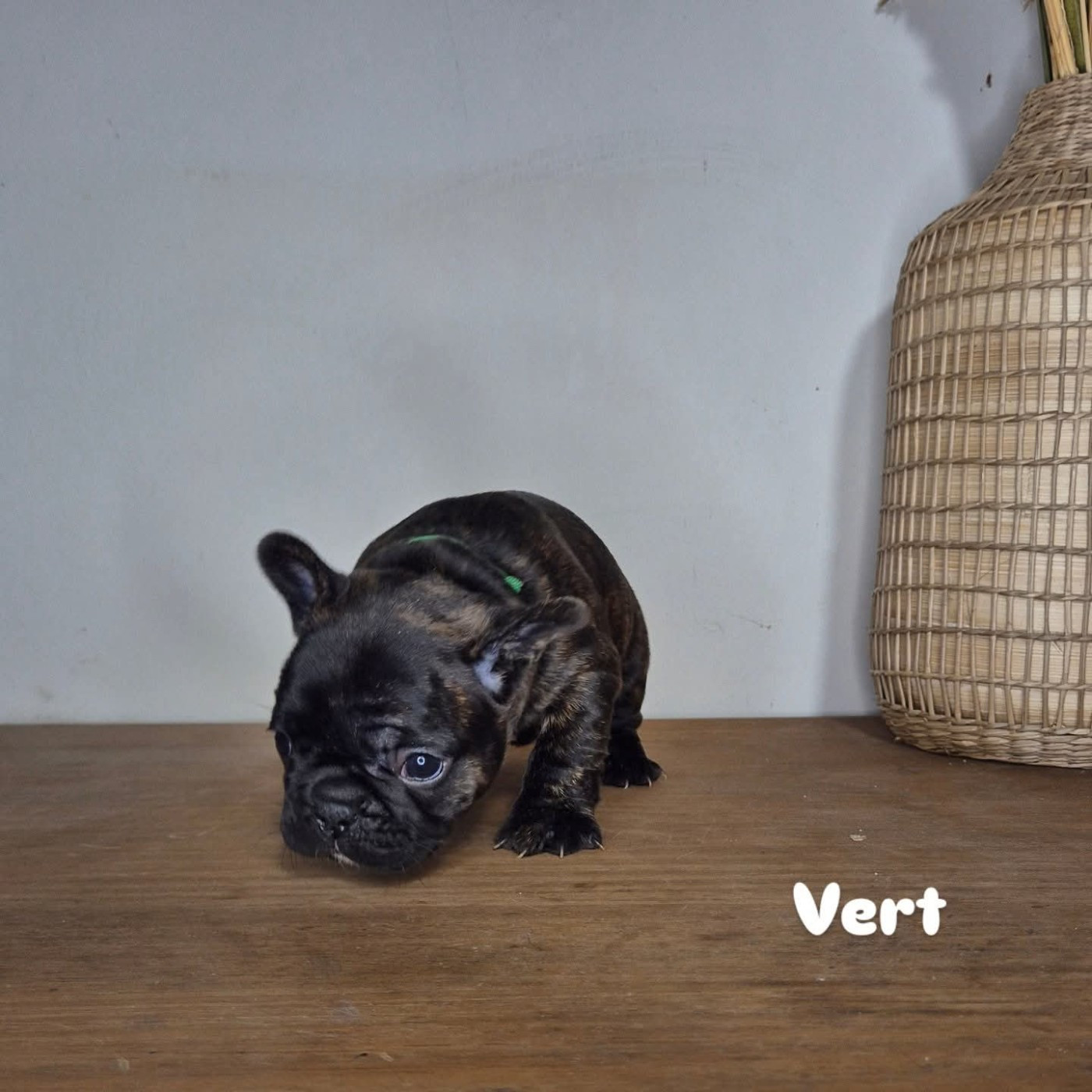 du roc de candelon - Chiots disponibles - Bouledogue français