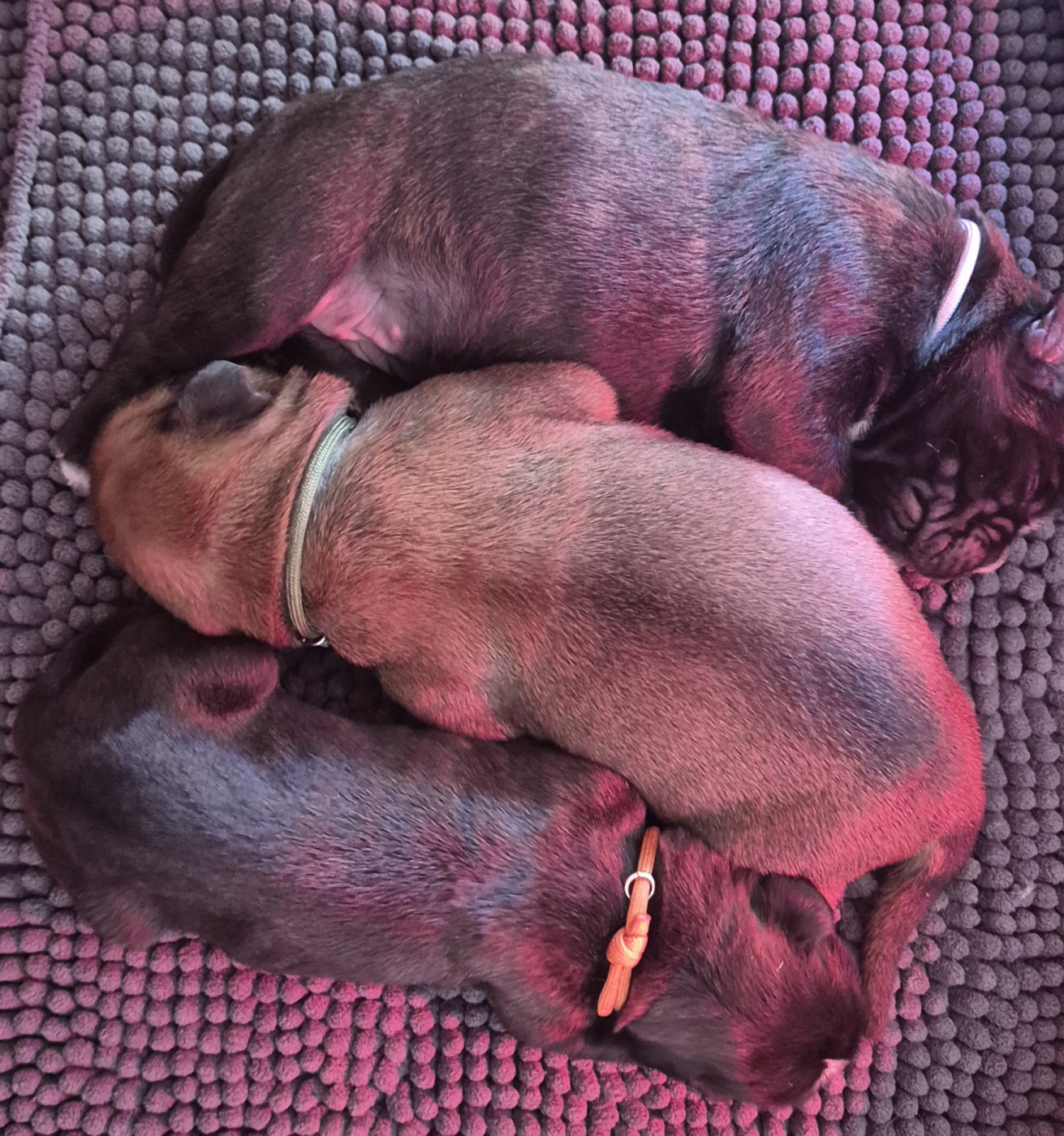 Chiot Boxer du roc de candelon