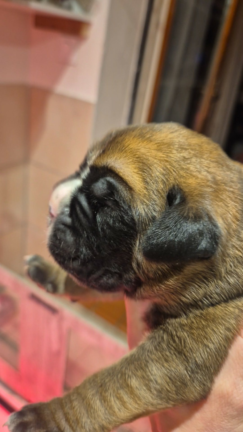 du roc de candelon - Chiots disponibles - Boxer