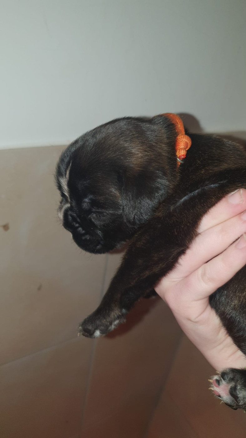 du roc de candelon - Chiots disponibles - Boxer