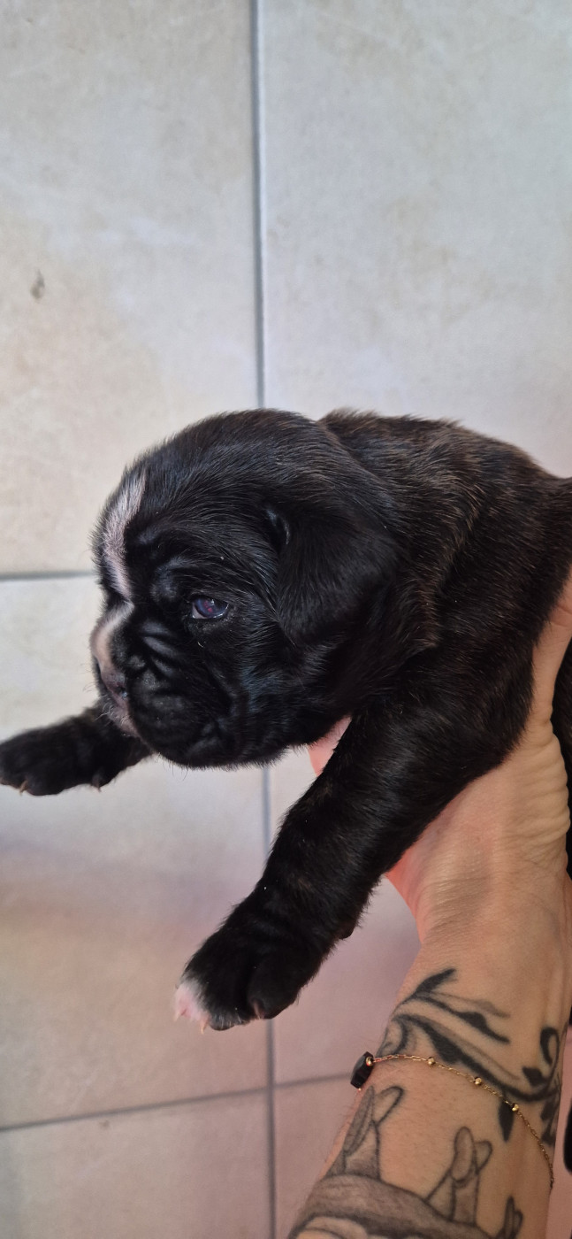du roc de candelon - Chiots disponibles - Boxer