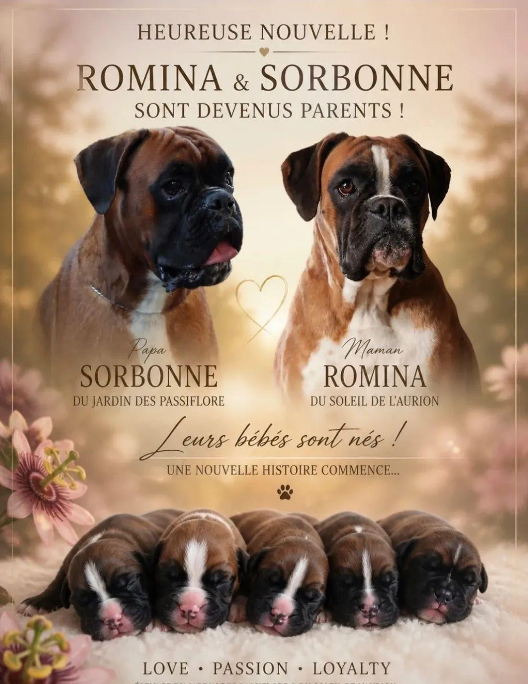 du roc de candelon - Boxer - Portée née le 03/05/2026