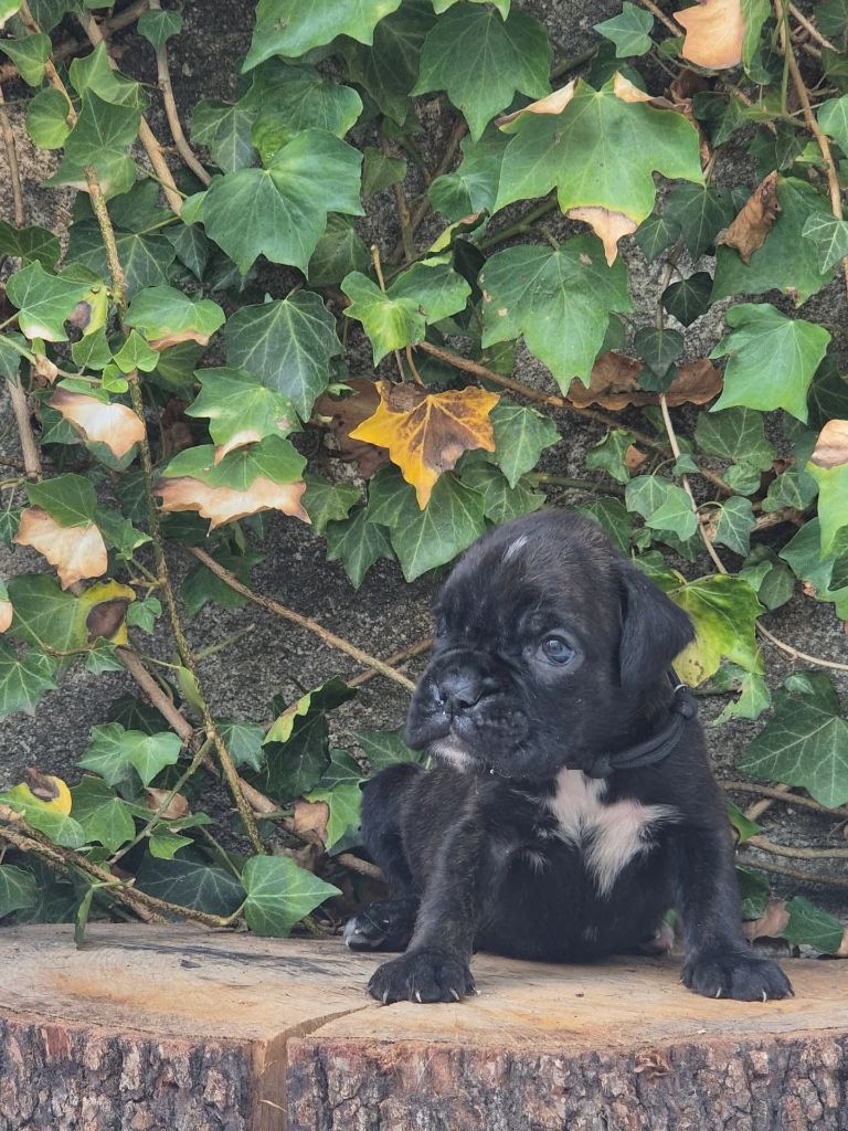 du roc de candelon - Chiots disponibles - Boxer