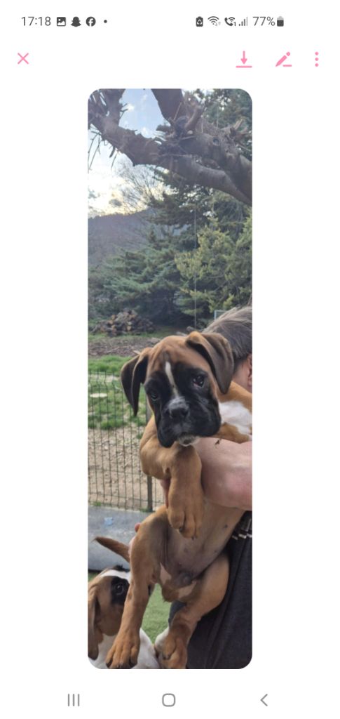 du roc de candelon - Chiots disponibles - Boxer