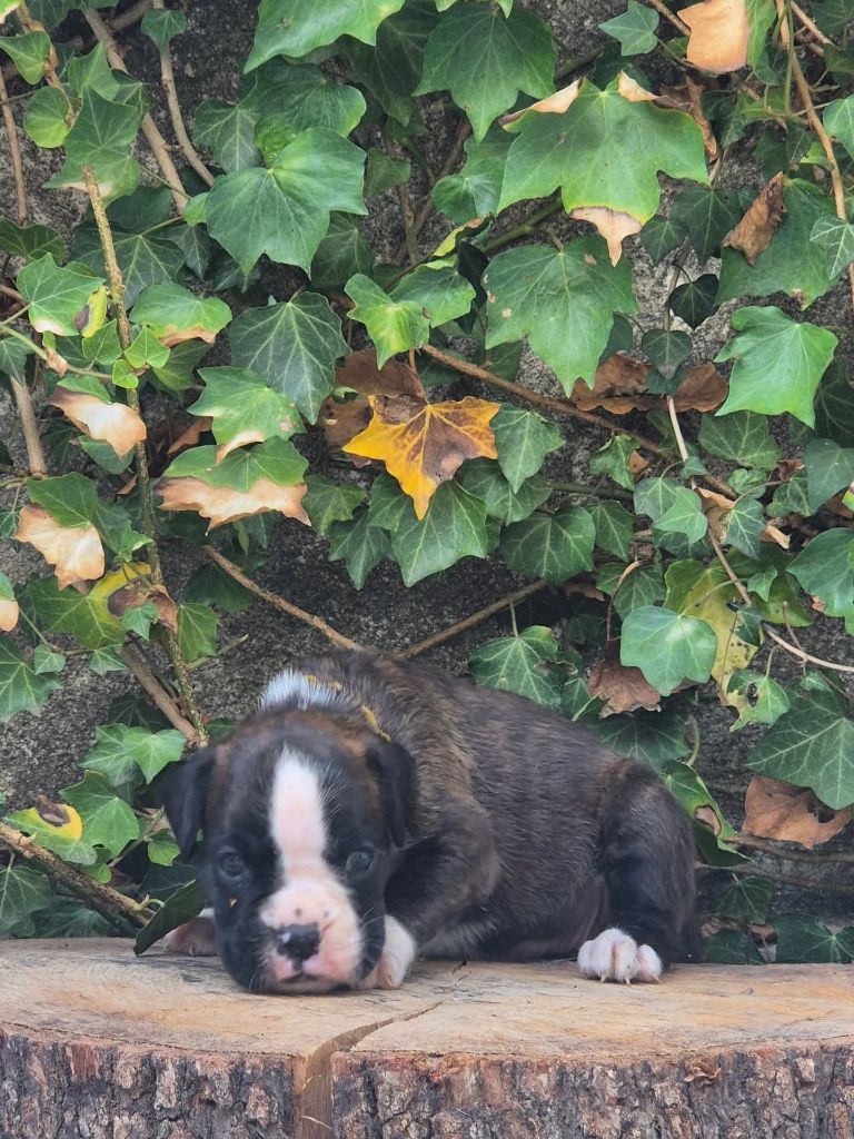 du roc de candelon - Chiots disponibles - Boxer