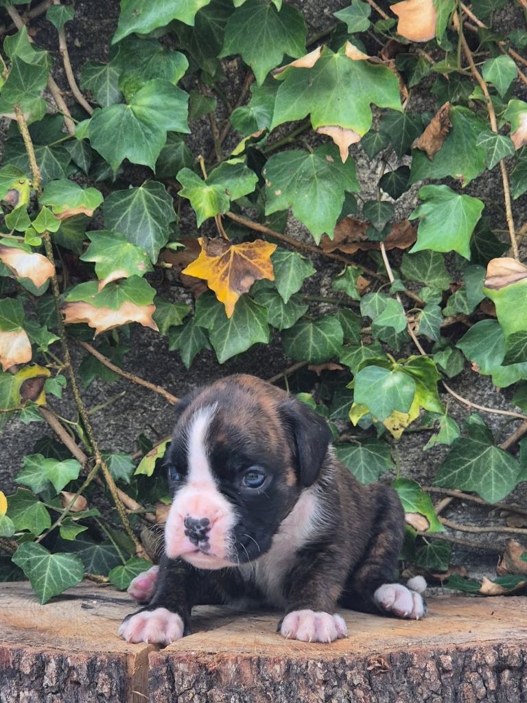 du roc de candelon - Chiots disponibles - Boxer