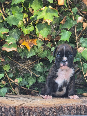 CHIOT 3