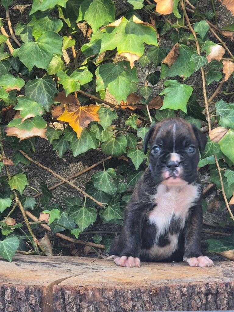 du roc de candelon - Chiots disponibles - Boxer